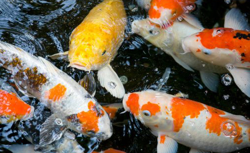 kois en bassin